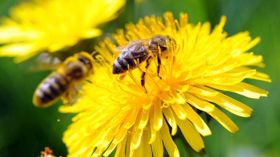 Vědci trénují včely, aby identifikovali infekci koronaviry