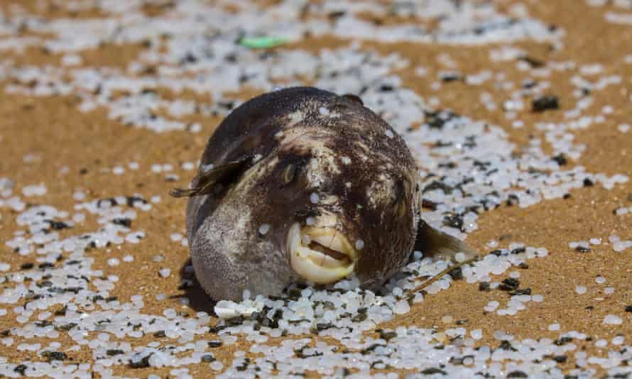 Mrtvá nafoukaná ryba ležící na pláži v plastových peletách