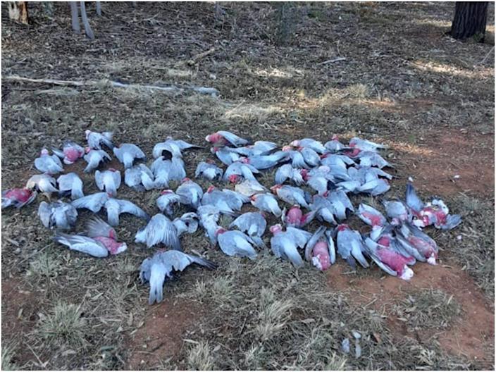 Mrtví ptáci v Novém Jižním Walesu.