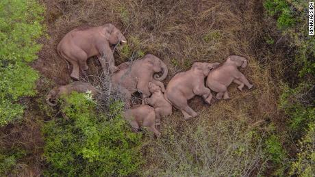 Miliony lidí v Číně nemohou přestat sledovat skupinu potulných slonů