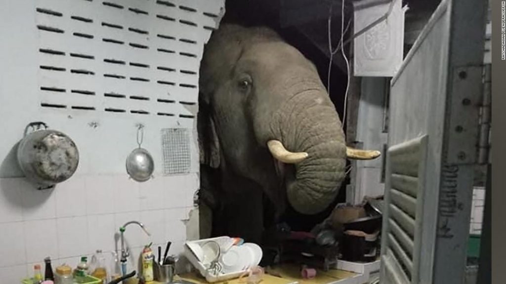 Slon narazí do ženského domu při hledání potravy a jeho přirozené prostředí se zmenšuje