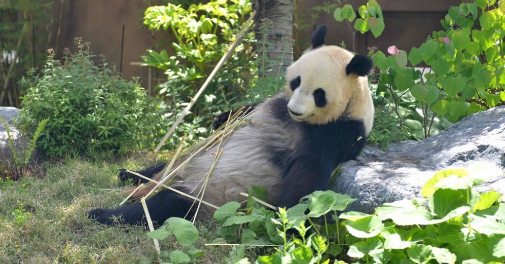 Příjemné překvapení v nejstarší zoologické zahradě v Japonsku: narození dvojčat pand