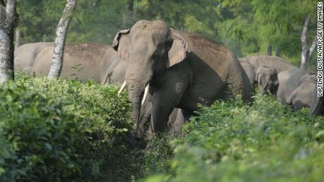 Vyřešte smrtelný konflikt v Indii mezi lidmi a slony