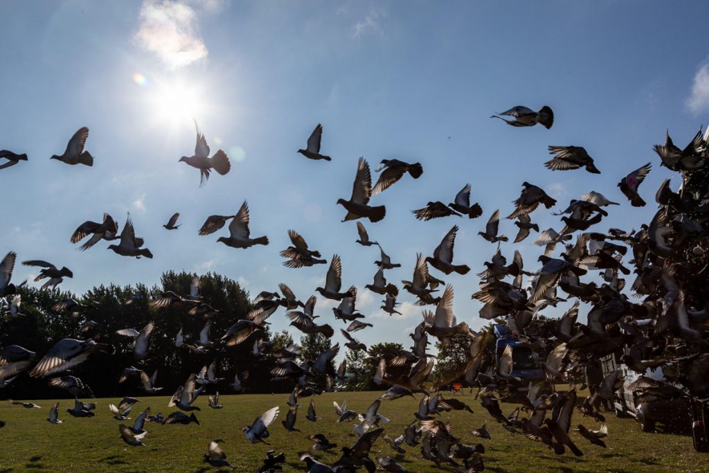 „Nejhorší den vůbec“ pro závody holubů s chybějícími 5 000 ptáky