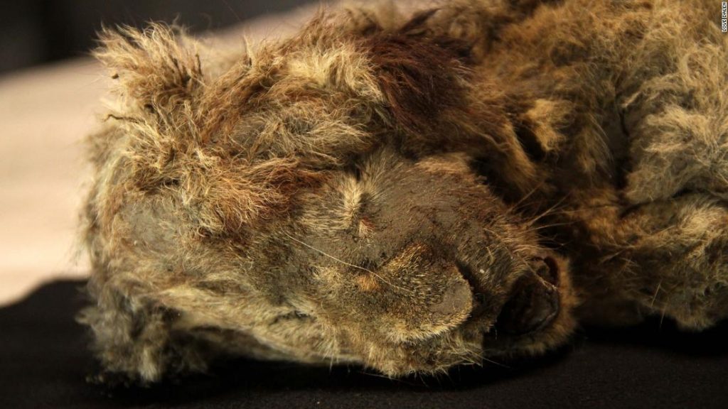 Zmrazené jeskynní lvíče nalezené na Sibiři s neporušenými kníry je staré 28 000 let