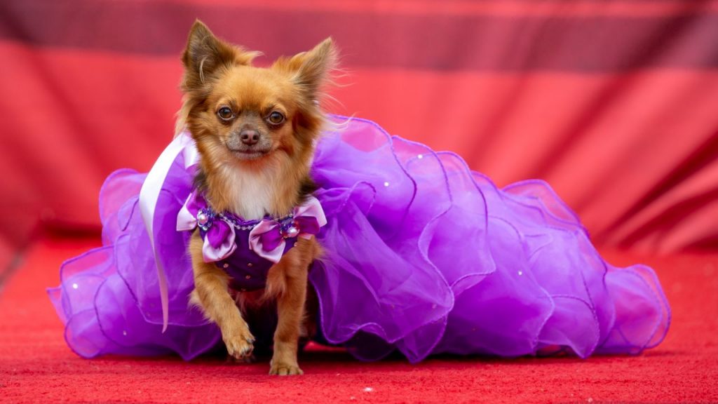 Soutěž Miss Chihuahua má více než 800 účastníků v kostýmech: podívejte se na obrázky