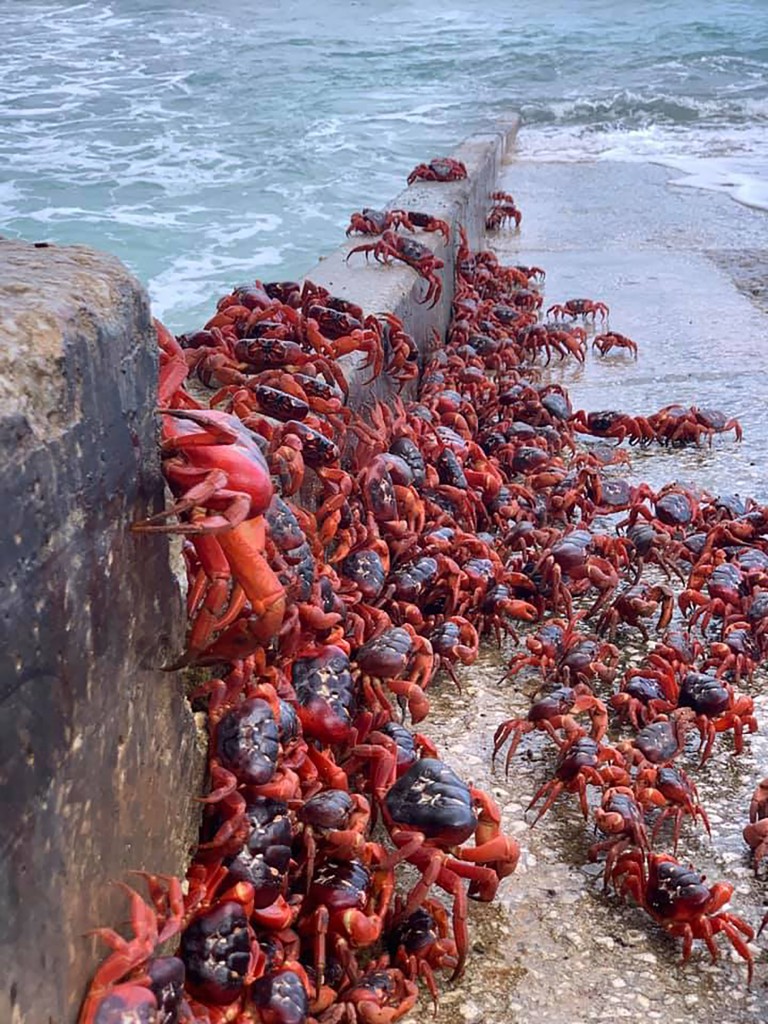 Červení krabi se dostávají do Indického oceánu.