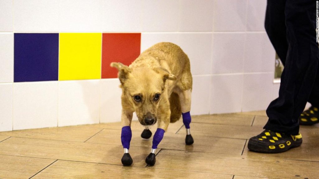 Ruský záchranářský pes Monica má po protetické operaci nová omezení života