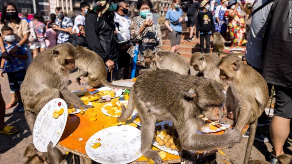 Thai Monkey Festival se vrací s turisty konečně zpět