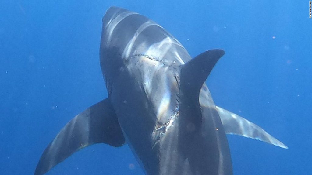 Neuvěřitelná fotka žraloka s tajemným kousnutím na boku