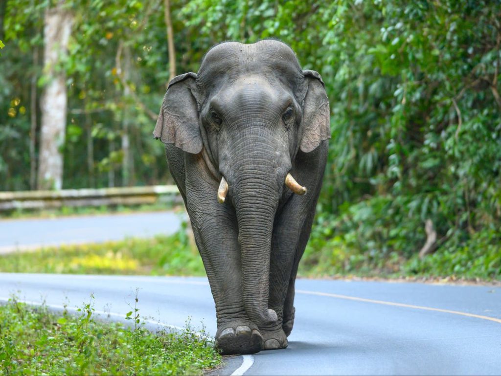 Slon zabije starší ženu a poté se vrátí, aby pošlapal její tělo na pohřbu v Indii