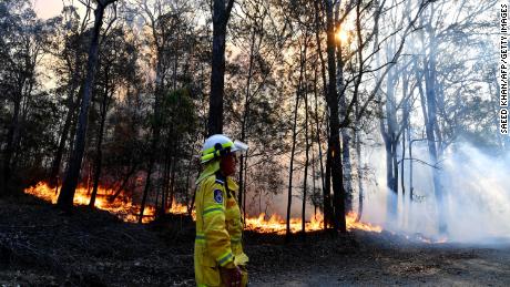 Obává se, že stovky koal byly upáleny při lesních požárech na východním pobřeží Austrálie.
