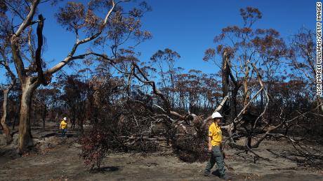 Dobrovolníci zřídili krmné stanice pro koaly poté, co lesní požáry zničily lesy na ostrově Klokaní 25. února 2020.