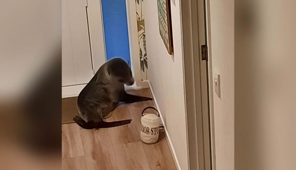 Tuleň se vloupal do novozélandského domu a šokoval rodinnou kočku